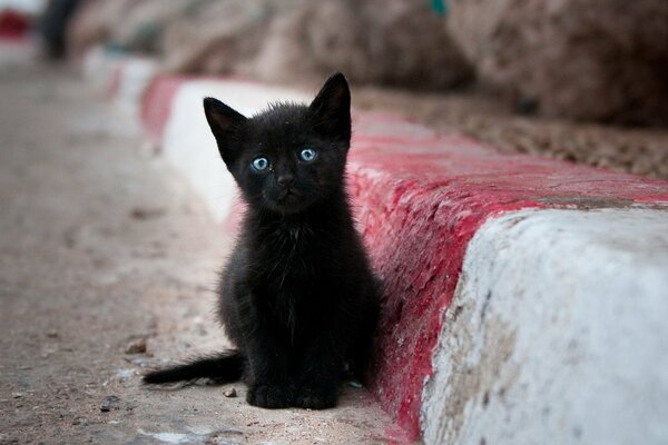 Chaton noir avec des yeux extraordinaires