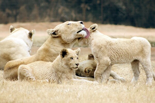 Famille de lionnes avec des lionceaux dans la nature