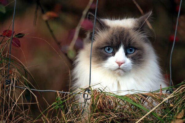 Eine bezaubernde Katze mit riesigen blauen Augen