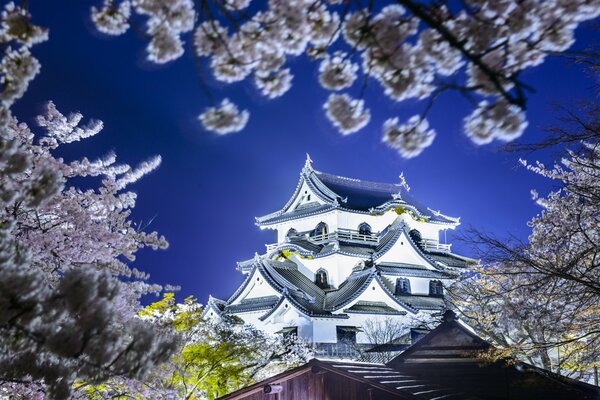 Japanese temple in sakura flowers