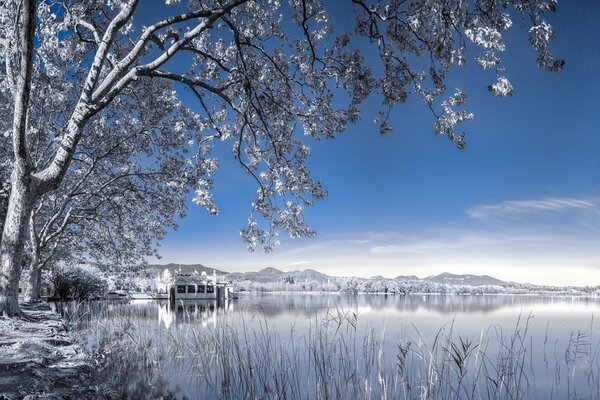 Winter landscape with a tree and a lake