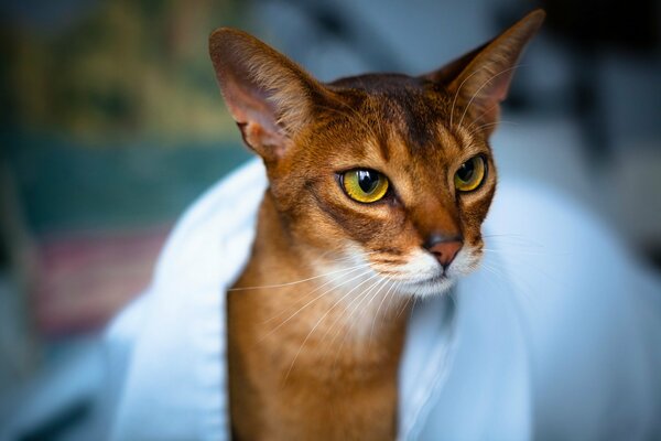 Yellow-eyed purebred cat in a towel