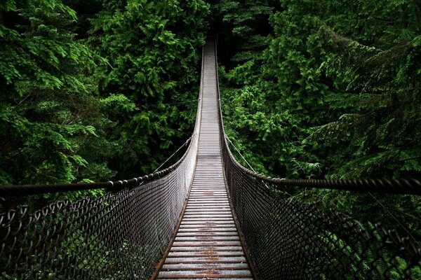 Pont suspendu entouré d une forêt verte dense