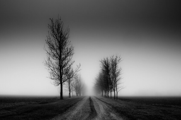 Black and white monochrome =field+road+trees