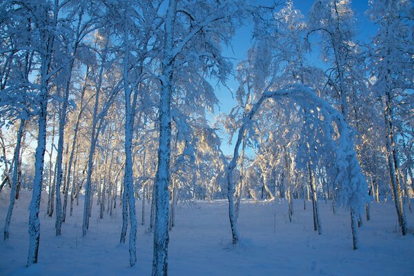 Bosque cubierto de nieve con la luz del sol