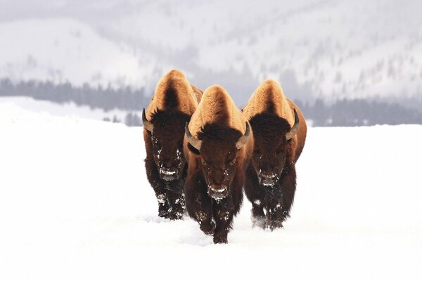 Drei Bisons im Winter im Schnee