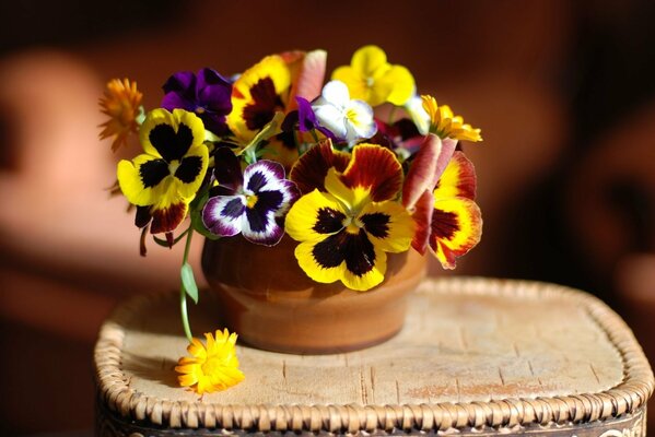 A bouquet of pansies, calendula and Viola in a clay pot