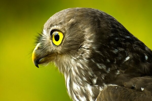 Falcon s head on a green background