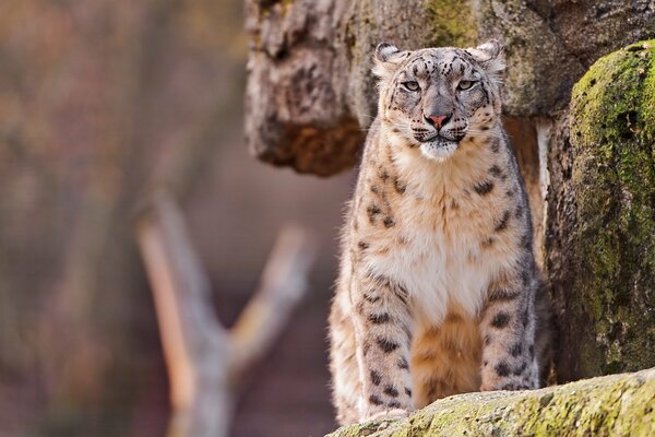 Spotted snow leopard looks from the cliff