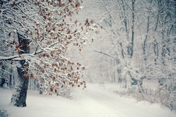 Winter landscape snowstorms in winter