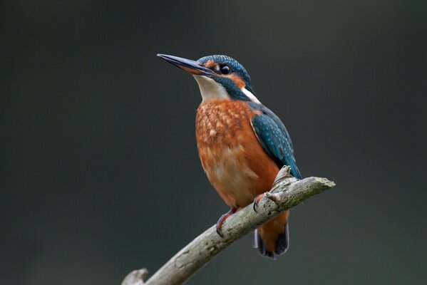 El pájaro se sienta en una rama y canta Canciones