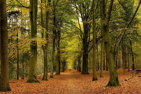 Autumn park, foliage and leaves