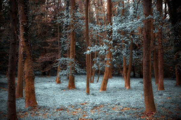 Wald Natur mit magischen Bäumen