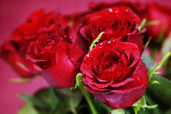 Bouquet de fleurs roses rouges
