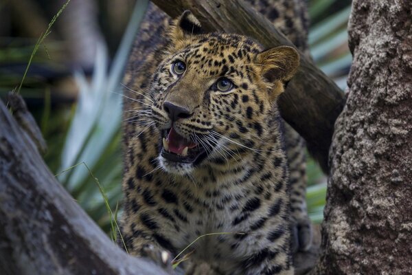 Leopardo enojado entre los árboles