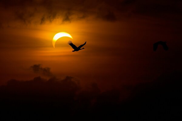 Muy hermoso ganso volando al atardecer