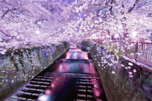 Cherry Blossom serata Tokyo