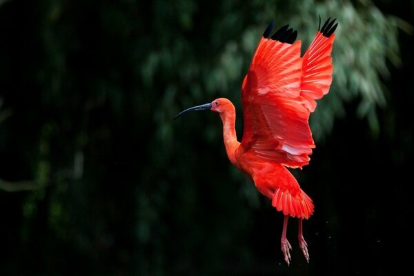 High flight of a bird , flapping of wings