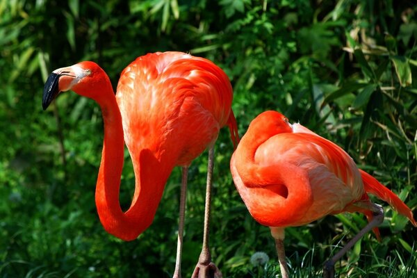 DAA fenicotteri rosa su sfondo verde