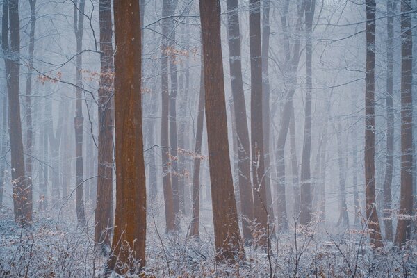 Forest fog hides visibility in the forest