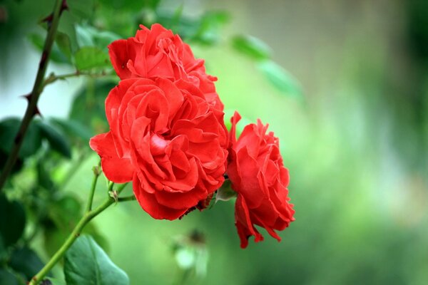 Ein gesättigter Rosenzweig im Grün der Büsche