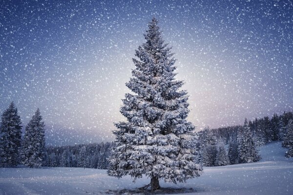 A lonely pine tree in the snow in winter