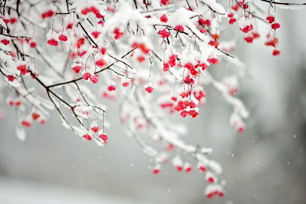 Ramas cubiertas de nieve con bayas rojas, nieve, naturaleza