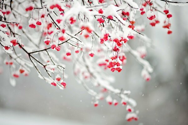Branches enneigées avec des baies rouges, neige, nature