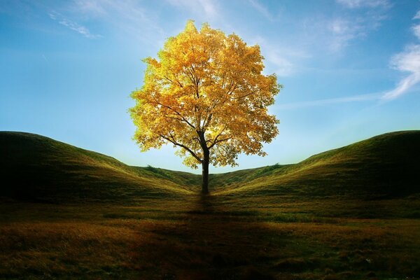 Autumn tree among the grass