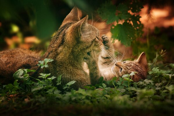 A cat plays with a kitten in green leaves