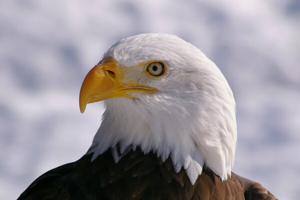 The head of a white-maned eagle with a yellow beak