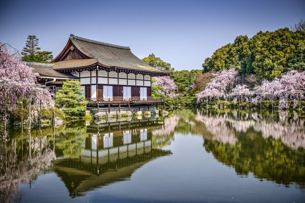 Schöne Landschaft mit Sakura in Japan