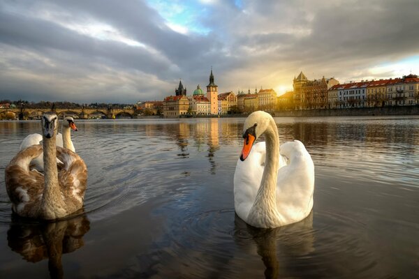 Łabędzie na tle promenady w Pradze