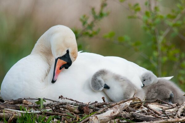 Schwan hat Küken im Nest erwärmt