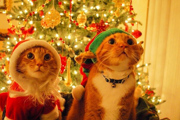 Phoques dans les chapeaux de Noël