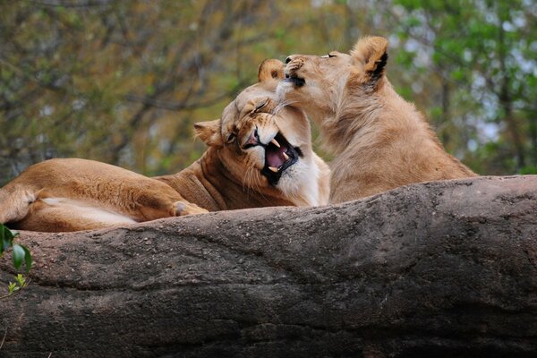 Two lionesses resting on a tree