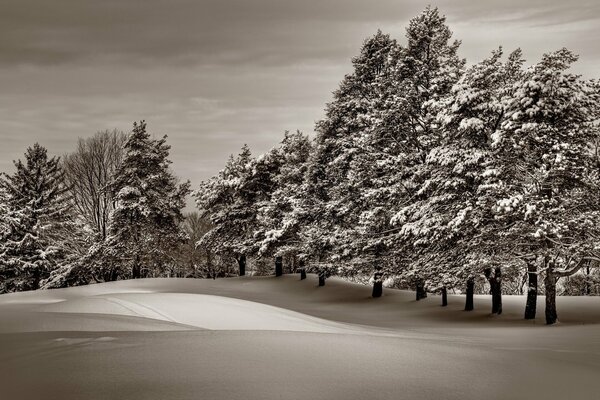 Snow-covered trees in winter