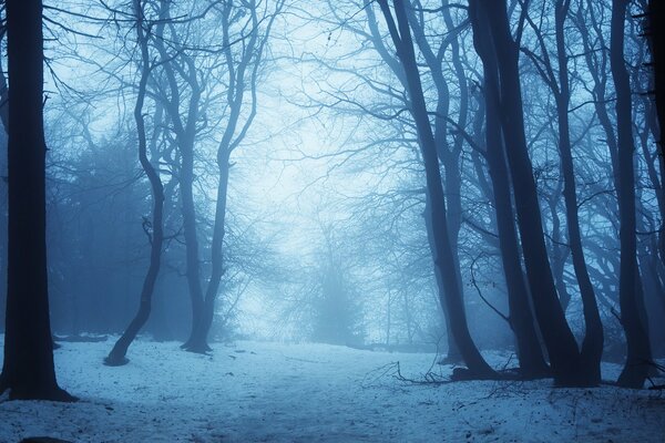 Trees stand in the winter twilight