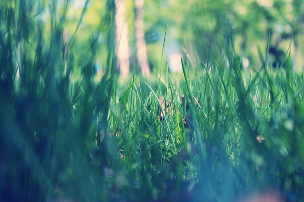 Early morning in spring, in a park area with green grass