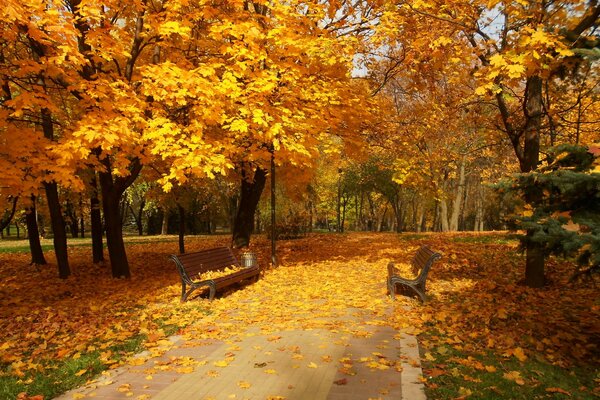 Herbst Laubfall Park Bänke Bäume gelbes Laub