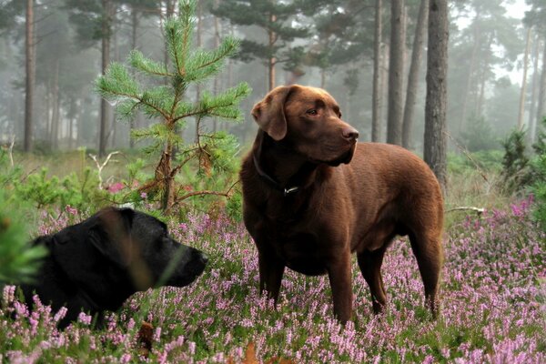 Two big dogs in a flower meadow in the forest