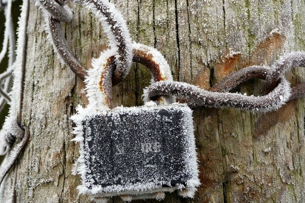 Interlocked lock in frost on a beautiful tree