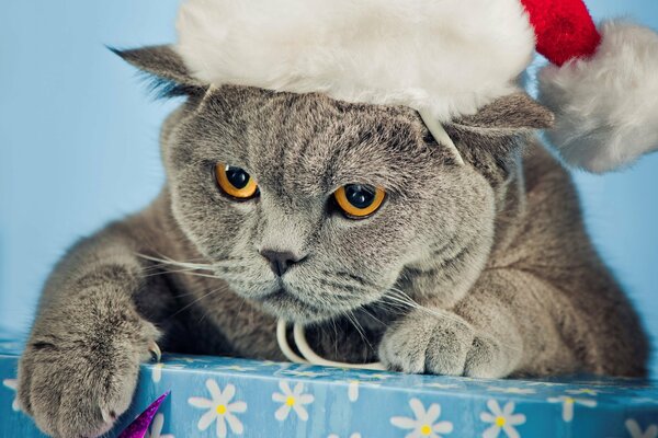 Chat gris britannique dans un chapeau de Noël