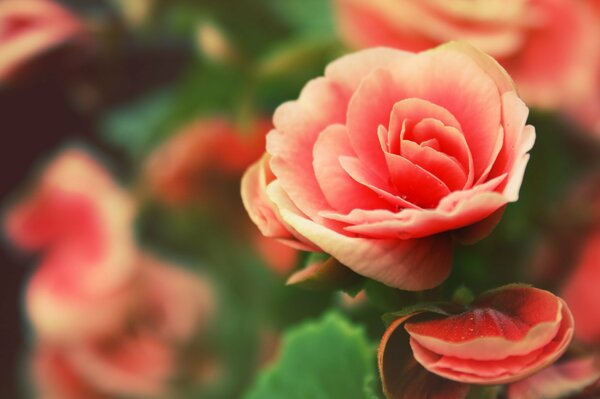 Otwarte płatki róży w kroplach rosy