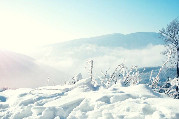 Végétation rare dans le paysage de montagne d hiver