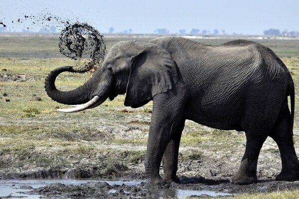 Grande elefante con tronco ricurvo