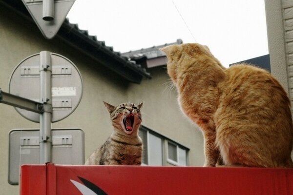 Neighborhood showdowns of local cats