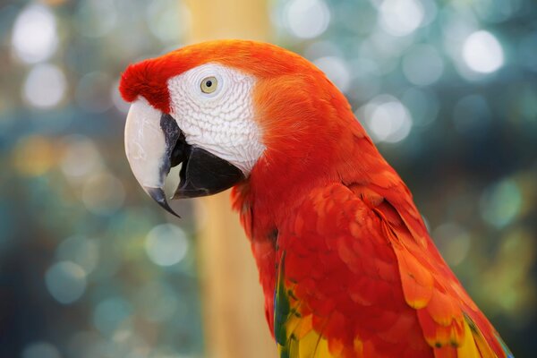 Grand beau perroquet avec plumage rouge