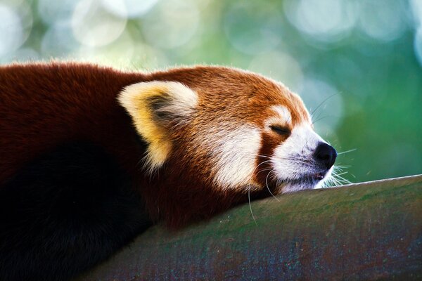 Dorme un piccolo, bellissimo Panda