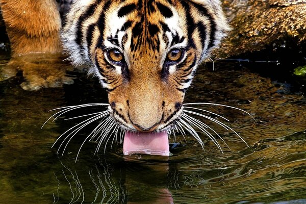 Tigre bebedor de agua con una mirada atenta